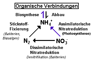 Grundlagen des Aufbaus von Biomasse